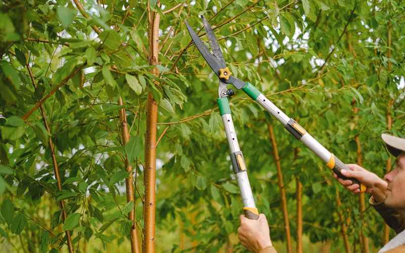 Tree trimming in Mifflintown, PA